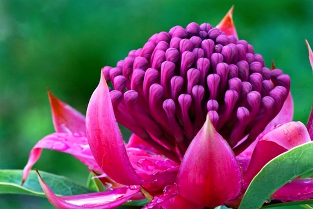 Consulenza per i Fiori Australiani a Torino. Red Lily è una delle 69 essenze del Bush australiano scoperte da Ian White. Colloquio personale approfondito con Emanuela Re, su appuntamento in studio a Torino in zona Crocetta.