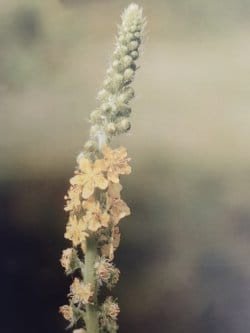 Agrimony è uno dei fiori di Bach, vengono descritti da Emanuela Re alcuni utilizzi con i bambini. Consulenza a Torino e online