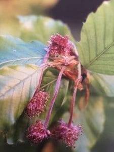 Beech è uno dei fiori di Bach, vengono descritti da Emanuela Re alcuni utilizzi con i bambini. Consulenza a Torino e online