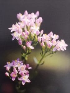 Centaury è uno dei fiori di Bach, vengono descritti da Emanuela Re alcuni utilizzi con i bambini. Consulenza a Torino e online