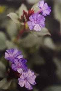 Cerato è uno dei fiori di Bach, vengono descritti da Emanuela Re alcuni utilizzi con i bambini. Consulenza a Torino e online