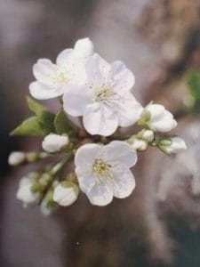 Cherry Plum è uno dei fiori di Bach, vengono descritti da Emanuela Re alcuni utilizzi con i bambini. Consulenza a Torino e online