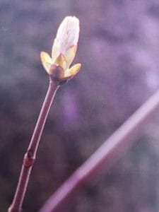 Chestnut Bud è uno dei fiori di Bach, vengono descritti da Emanuela Re alcuni utilizzi con i bambini. Consulenza a Torino e online