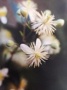 Clematis è uno dei fiori di Bach, vengono descritti da Emanuela Re alcuni utilizzi con i bambini. Consulenza a Torino e online