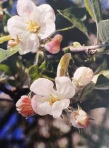 Crab Apple è uno dei fiori di Bach, vengono descritti da Emanuela Re alcuni utilizzi con i bambini. Consulenza a Torino e online