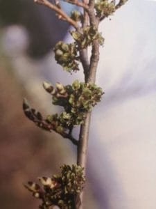 Elm è uno dei fiori di Bach, vengono descritti da Emanuela Re alcuni utilizzi con i bambini. Consulenza a Torino e online