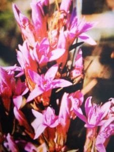 Gentian è uno dei fiori di Bach, vengono descritti da Emanuela Re  alcuni utilizzi con i bambini. Consulenza a Torino e online