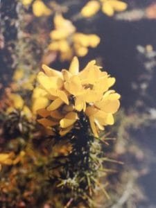 Gorse è uno dei fiori di Bach, vengono descritti da Emanuela Re alcuni utilizzi con i bambini. Consulenza a Torino e online