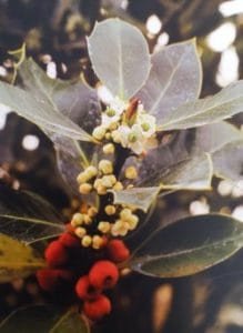 Holly è uno dei fiori di Bach, vengono descritti da Emanuela Re alcuni utilizzi con i bambini. Consulenza a Torino e online