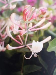 Honeysuckle è uno dei fiori di Bach, vengono descritti da Emanuela Re alcuni utilizzi con i bambini. Consulenza a Torino e online