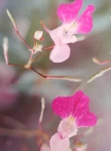 Impatiens è uno dei fiori di Bach, vengono descritti da Emanuela Re alcuni utilizzi con i bambini. Consulenza a Torino e online