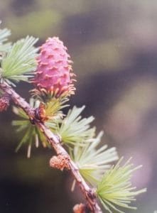 Larch è uno dei fiori di Bach, vengono descritti da Emanuela Re alcuni utilizzi con i bambini. Consulenza a Torino e online