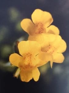 Mimulus è uno dei fiori di Bach, vengono descritti da Emanuela Re alcuni utilizzi con i bambini. Consulenza a Torino e online