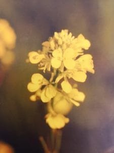 Mustard è uno dei fiori di Bach, vengono descritti da Emanuela Re alcuni utilizzi con i bambini. Consulenza a Torino e online