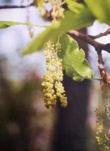 Oak è uno dei fiori di Bach, vengono descritti da Emanuela Re alcuni utilizzi con i bambini. Consulenza a Torino e online