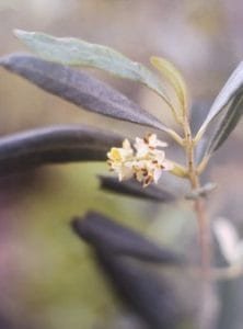 Olive è uno dei fiori di Bach, vengono descritti da Emanuela Re alcuni utilizzi con i bambini. Consulenza a Torino e online