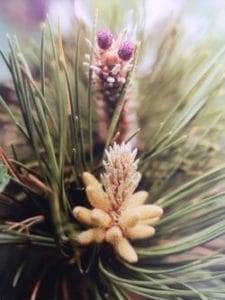 Pine è uno dei fiori di Bach, vengono descritti da Emanuela Re alcuni utilizzi con i bambini. Consulenza a Torino e online