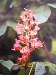 Red Chestnut è uno dei fiori di Bach, vengono descritti da Emanuela Re alcuni utilizzi con i bambini. Consulenza a Torino e online