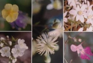 Rescue Remedy miscela di Fiori di Bach per le emergenze