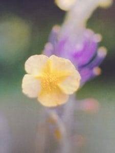 Rock Rose è uno dei fiori di Bach, vengono descritti da Emanuela Re alcuni utilizzi con i bambini. Consulenza a Torino e online