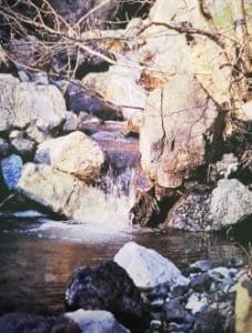 Rock Water è uno dei fiori di Bach, vengono descritti da Emanuela Re alcuni utilizzi con i bambini. Consulenza a Torino e online