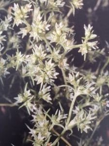 Scleranthus è uno dei fiori di Bach, vengono descritti da Emanuela Re alcuni utilizzi con i bambini. Consulenza a Torino e online