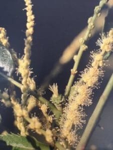 Sweet Chestnut è uno dei fiori di Bach, vengono descritti da Emanuela Re alcuni utilizzi con i bambini. Consulenza a Torino e online