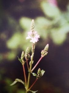 Vervain è uno dei fiori di Bach, vengono descritti da Emanuela Re alcuni utilizzi con i bambini. Consulenza a Torino e online