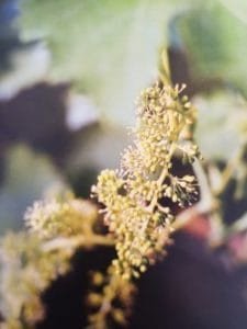 Vine è uno dei fiori di Bach, vengono descritti da Emanuela Re alcuni utilizzi con i bambini. Consulenza a Torino e online