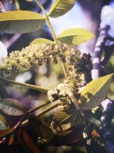 Walnut è uno dei fiori di Bach, vengono descritti da Emanuela Re alcuni utilizzi con i bambini. Consulenza a Torino e online