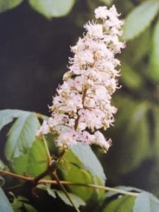 White Chestnut è uno dei fiori di Bach, vengono descritti da Emanuela Re alcuni utilizzi con i bambini. Consulenza a Torino e online