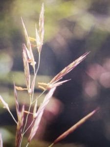Wild Oat è uno dei fiori di Bach, vengono descritti da Emanuela Re alcuni utilizzi con i bambini. Consulenza a Torino e online
