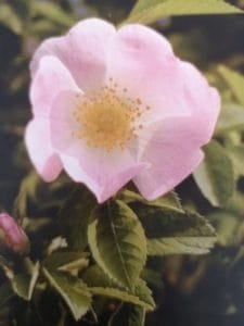 Wild Rose è uno dei fiori di Bach, vengono descritti da Emanuela Re alcuni utilizzi con i bambini. Consulenza a Torino e online