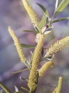 Willow è uno dei fiori di Bach, vengono descritti da Emanuela Re alcuni utilizzi con i bambini. Consulenza a Torino e online