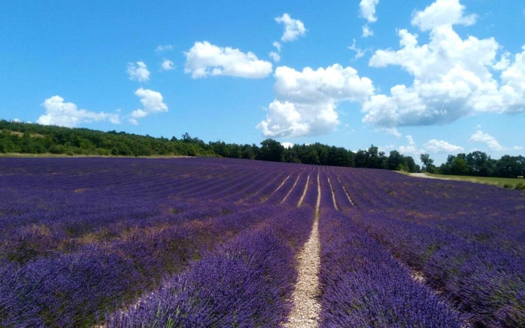 Lavanda, Fiori di Bach e Fiori Australiani