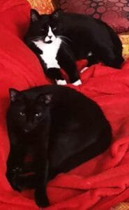 Theo gatto geloso di Kimi gatto, risolto con miscela di Fiori Australiani Mountain Devil e Fiori di Bach, problema gelosia e aggressività