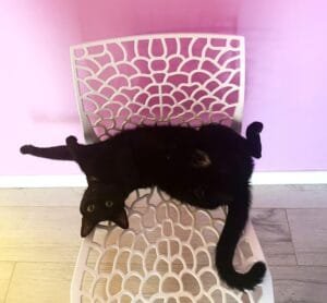 Theo il nuovo arrivo tra i gatti con il trasloco, cucciolo molto vivace e giocherellone