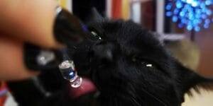 Theo micio cucciolo gatto che prende la sua miscela di Fiori di Bach e Fiori Australiani per risolvere problema gelosia ed aggressività verso gli altri gatti, in particolare Kimi