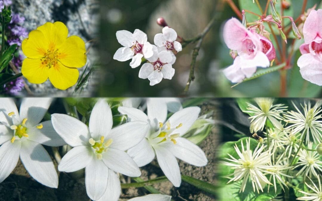 Fiori di Bach: Rescue Remedy - Fiori di Bach Fiori Australiani