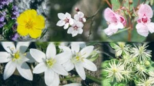 i Fiori di Bach che compongono il Rescue Remedy, la miscela rimedio di soccorso emergenza del sistema dei Fiori di Bach, creato dallo stesso Dottor Bach.